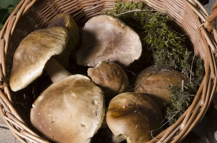 Grzyby cud prawdziwy